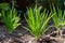 Young shallot onion plants growing in spring garden