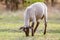 A young sheared lamb grazes in a meadow in the sun. Horizontal orientation.