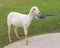 Young sheared sheep in farm