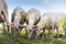 Young sheared sheep graze at grass hill