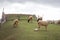 Young sheep with baby sheep on green grass field and sheeps back