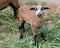Young sheep of Cameroon