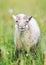 Young sheep or lamb grazing on green spring meadow, eating dandelion stalk, looks like it`s smiling