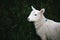 A young sheep lamb photographed with grass in the background r