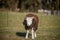 A young sheep lamb shaking off dirt and fuzz