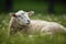 young sheep resting on green pasture grass on summer. Farm animals. Illustration. Generative AI