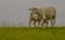 Young sheep walk on green grass