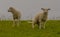 Young sheep walk on green grass