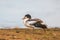 Young Shelduck resting on a bank