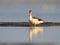 Young shelduck stand on the water and watching me