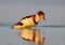 Young shelduck swimming on the water