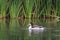 Young Shelduck swimming in water