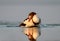 Young shelduck swimming on the water with splash