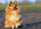 Young sheltie dog sits