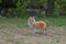 Young Sheltie dog walking in the park