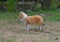 Young Sheltie dog walking in the park