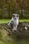 Young sheltie puppy sitting in flower, agricuture land bed