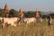 Young sheperd in Bagan countryside with pagodas