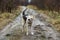 Young sheperd dog shaking off water at nature