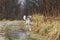 Young sheperd dog shaking off water at nature