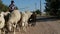 Young Shepherd carrying sheep