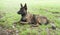 Young shepherd dog laying in the grass outdoors