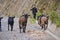 Young shepherd with goats