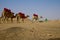 Young shepherd walks with his group of camels in Dubai, UAE