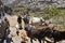 Young shepherds in Yemen