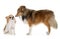 Young shetland dog and chihuahua