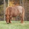 Young shetland pony in autumn