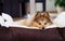 Young shetland sheepdog lies in basket