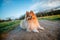 Young shetland sheepdog lies on a ground