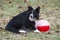 Young Shetland Sheepdog plays with exercise ball.