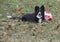 Young Shetland Sheepdog plays with exercise ball.