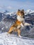 Young shetland shepard jumping on the top of the mountain