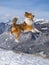 Young shetland shepard jumping on the top of the mountain