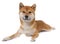 Young shiba inu