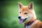 Young Shiba Inu