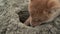 Young shiba inu dog playing in the sand near the river