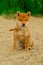 Young shiba inu dog playing in the sand near the river