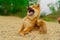 Young shiba inu dog playing in the sand near the river