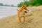 Young shiba inu dog playing in the sand near the river