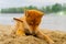 Young shiba inu dog playing in the sand near the river