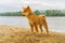 Young shiba inu dog playing in the sand near the river