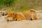 Young shiba inu dog playing in the sand near the river