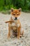 Young shiba inu dog playing in the sand near the river