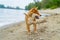 Young shiba inu dog playing in the sand near the river