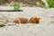 Young shiba inu dog playing in the sand near the river