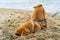 Young shiba inu dog playing in the sand near the river